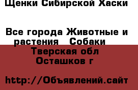 Щенки Сибирской Хаски - Все города Животные и растения » Собаки   . Тверская обл.,Осташков г.